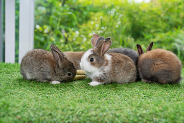 Adorable baby rabbit bunny eating fresh baby corn sitting on green grass over bokeh nature...
