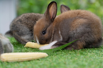 Adorable baby rabbit bunny eating fresh baby corn sitting on green grass over bokeh nature background. Infant rabbit brown white hare eat fresh grass on lawn on green. Easter bunny animal concept.