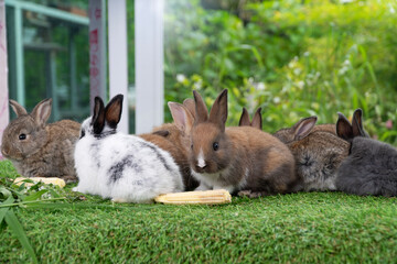 Adorable baby rabbit bunny eating fresh baby corn sitting on green grass over bokeh nature background. Infant rabbit brown white hare eat fresh grass on lawn on green. Easter bunny animal concept.