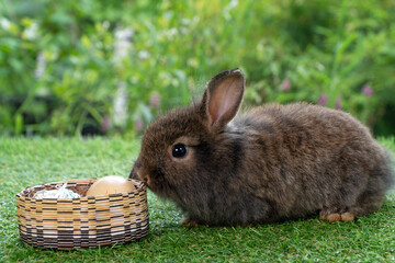 Healthy curiosity infant rabbit bunny playful basket eggs easter on green grass on garden background. Lovely brown bunny fluffy rabbit sitting with basket eggs on meadow green natural background.