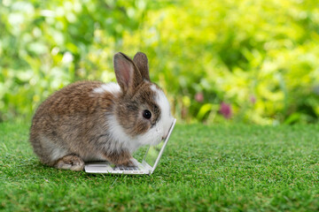 Adorable baby rabbit bunny with small laptop sitting on the green grass. Lovely infant rabbit white brown bunny looking at notebook screen on lawn natural background. Easter fluffy animal pet concept.