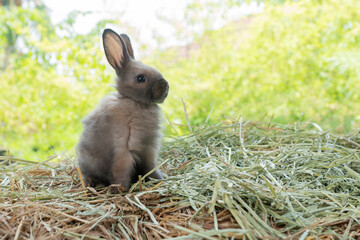 Little baby rabbit bunny playful on dry straw over bokeh spring green background. Healthy cuddle...