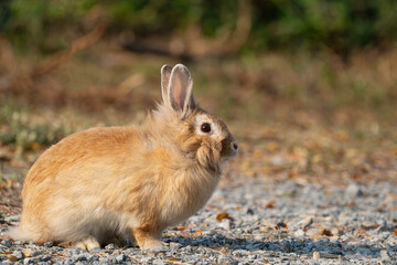 Chubby rabbit bunny sitting dry meadow sunlight at countryside nature background. Fluffy young cute rabbit brown bunny sitting on dry field looking something in garden outdoor. Easter mammal pet.
