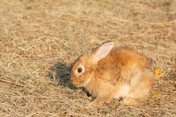 Chubby rabbit bunny sitting dry meadow sunlight at countryside nature background. Fluffy young cute rabbit brown bunny sitting on dry field looking something in garden outdoor. Easter mammal pet.