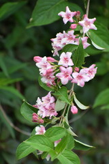 pink and white flowers