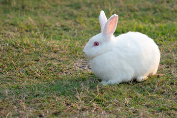 Healthy lovely rabbit bunny sitting on green grass countryside background. Curious little rabbit white bunny playful alone countryside outdoor green meadow garden nature background. Easter mammal