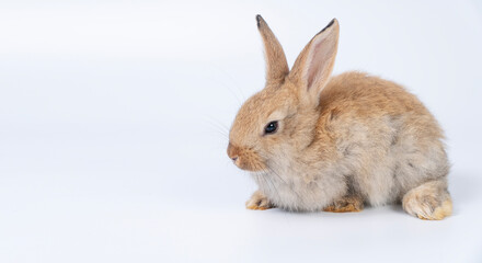 Adorable baby rabbit bunnies brown looking at something sitting over isolated white background. Puppy lovely furry infant brown bunny ears rabbit playful with copy space. Easter bunny animal concept.