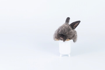 Cuddly lovely rabbit bunny shower clean bathtub over isolated white background. Child gray bunny furry rabbit sitting playful relax in small bathtub copy space on white background. Fluffy easter pet.