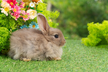Lovely rabbit ears bunny sitting playful on green grass with flowers over spring time nature background. Little baby rabbit brown bunny curiosity standing playful on meadow summer background. Easter