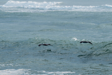 front view of two bird flying over the ocean with big waves