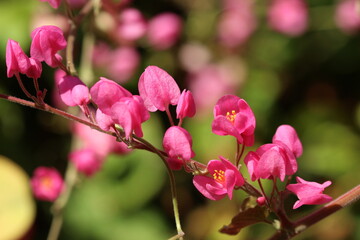 macro pink coral vine flowers with bokeh background