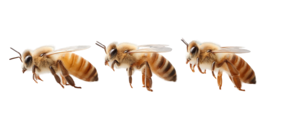 Three close-up images of honeybees in various poses, showcasing their intricate features and wings
