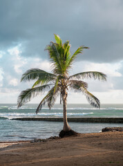 view of a single palm tree on the beach in front of the ocean with dark clouds in the sky