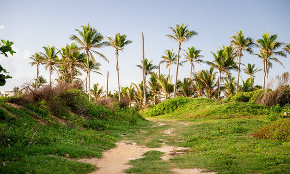 view of a foot path in the grass of a tropical landscape with palm trees in the distance  under the sunlight