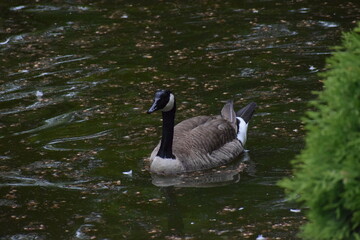 canadian goose swimming in water