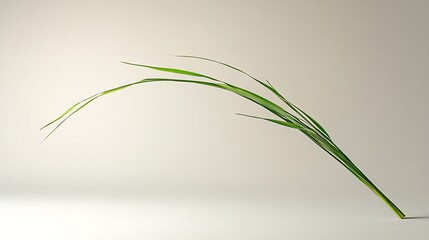 Delicate green blades of grass in an arching presentation.