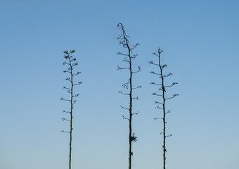view of three small tree with branches and no leaves against a blue sky