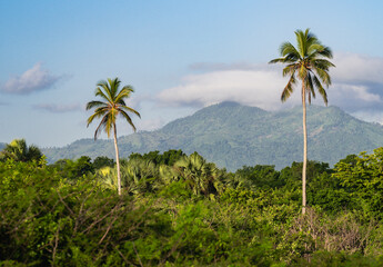 view of two coconut tree standing out in a forest with green trees and a tall mountain in the distance under the sunlight