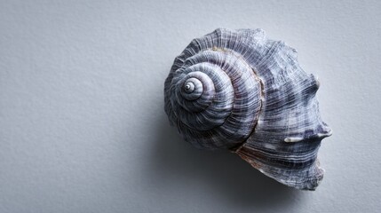 Grey spiral seashell on light grey background, showcasing natural texture and form, symbolizing ocean, nature, calmness