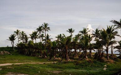 Obraz premium view of a bunch of palm trees in front of the ocean with a path in the grass on a sunrise