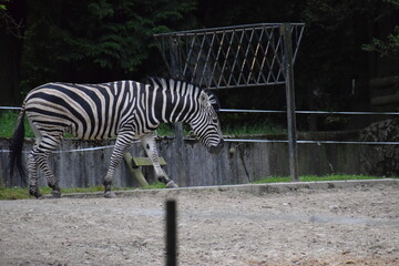 zebra eating grass