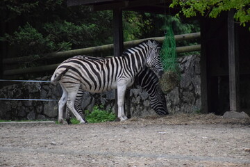 zebra eating grass