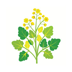  Mustard plants with flower vector art illustration