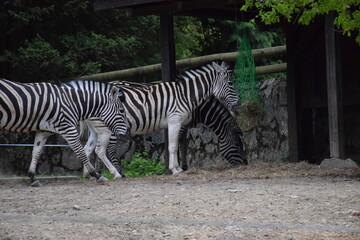 zebra eating grass