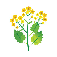  Mustard plants with flower vector art illustration