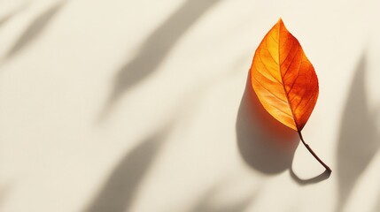 Autumnal leaf against a backdrop of shadows.