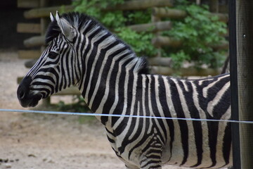 zebra in zoo
