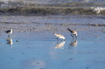 low view of a group of bird on the side of the ocean in the morning with the sunlight