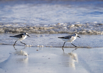 low view of a group of bird running on the side of the ocean in the morning with the sunlight