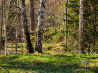 footpath in the spring forest