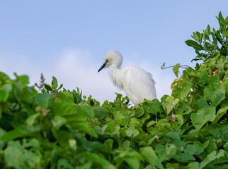 view of a single white heron perched in a tree with green leafs in a tropical environment during the day wth the blue sky behind