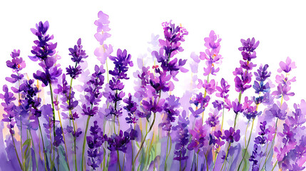 Colorful watercolor lavender flowers illustration on a white background