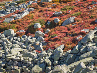 Vitosha Mountain near Cherni Vrah peak, Bulgaria