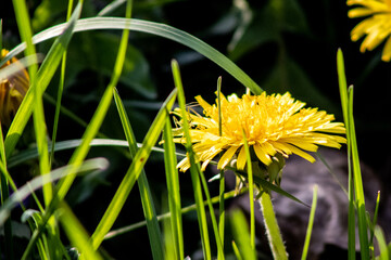 dandelion in grass