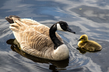 canada goose family