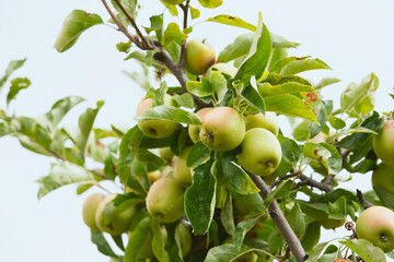 A view of some golden delicious apples, seen in Julian, California.