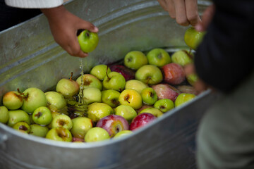 A view of children's hands picking up apples that are floating in water, in a large metal container.