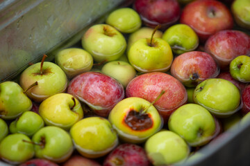 A view of a collection of apples floating in water inside a large metal container.
