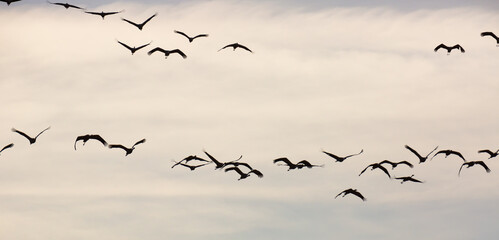 Common cranes flying to breeding grounds, seasonal spring bird migration