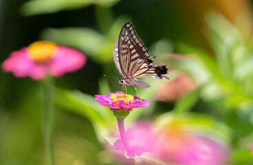 花の蜜を吸うアゲハチョウ