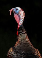 Wild Male Turkey in Spring