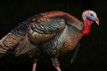 Wild Male Turkey in Spring