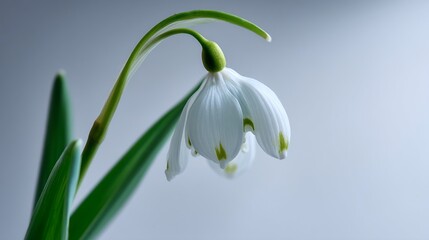 Fototapeta premium Close-up of snowdrop flower, delicate white petals, green stem and leaves, against a light grey background, representing purity, spring, and new beginnings