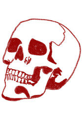 vector illustration of a skull