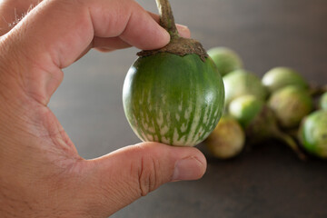 A view of a hand holding a Thai eggplant.