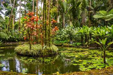 View of a beautiful pond, Hawaii Tropical Botanical Garden